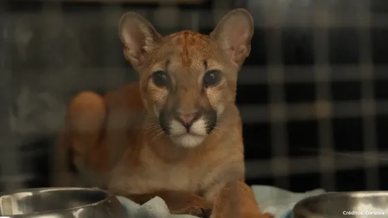 Rescatan a puma en Antioquia Rescatan a puma en Antioquia