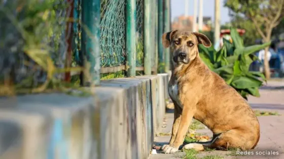 Maltrato-animal-como-denunciar Maltrato-animal-como-denunciar