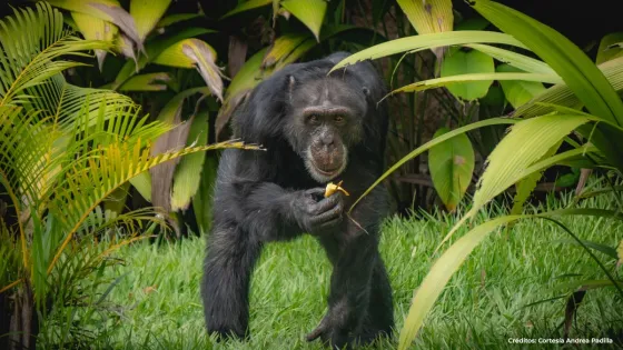 yoko-chimpance yoko-chimpance