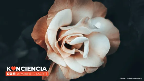 La belleza: el alimento del espíritu La belleza: el alimento del espíritu