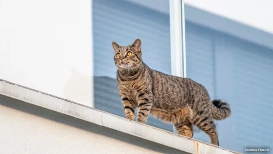 Dueños de gatos podrían ser sancionados con costosa multa Dueños de gatos podrían ser sancionados con costosa multa