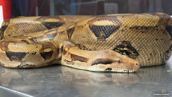 Rescate-Boa-Medellín Rescate-Boa-Medellín
