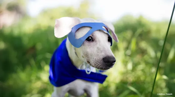 Perro 