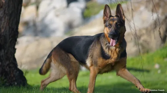 perros de vigilancia perros de vigilancia