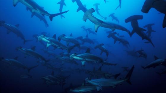Fundación Malpelo