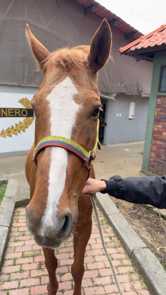 Caballo en adopción en Bogotá. Caballo en adopción en Bogotá.
