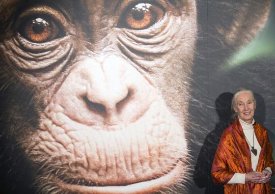 Jane Goodall