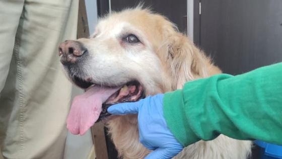 Samanta, perrita maltratada en Bogotá.