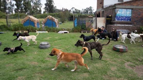 En Arkacan llegan casos de perros agresivos, enfermos y viejos. 