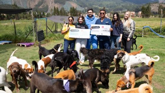 En Arkacan llegan casos de perros agresivos, enfermos y viejos. 