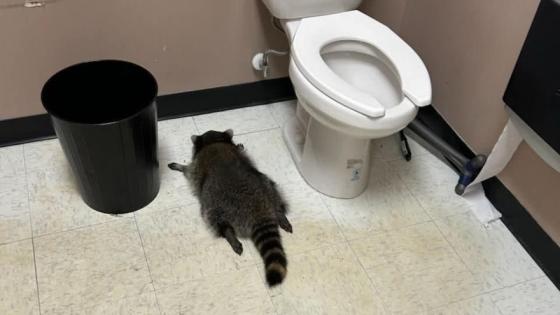 Mapache borracho en Estados Unidos.