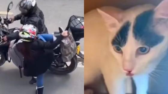 Pareja abandona a un gato bebé en Kennedy 