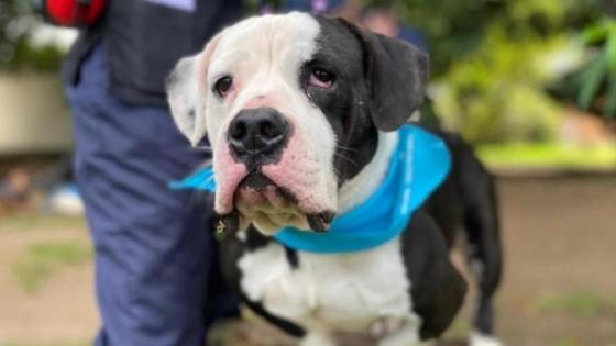 Bogotá habilitó 800 cupos de esterilización gratuita para perros y gatos en Suba y Engativá