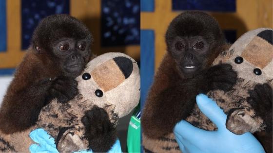 El mono colombiano que también tuvo una madre de felpa, como Punch