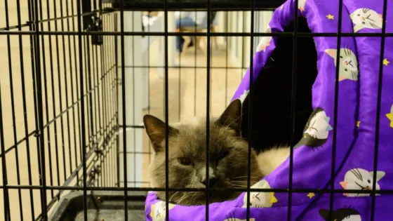 Jornada de adopción en Bogotá: horario y requisitos para Feria Huellas