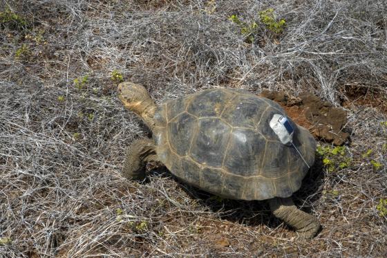Fotografía cedida por el Ministerio de Ambiente de Ecuador que muestra una tortuga en Galápagos (Ecuador). Floreana, una de las trece islas grandes que componen las Islas Galápagos (Ecuador), vuelve a tener desde este viernes, por primera vez en 180 años, descendientes de su especie autóctona de tortuga gigante caminando en su territorio, tras la liberación de 158 ejemplares criados como parte del programa de conservación y recuperación de esta emblemática especie que da nombre a la región insular.