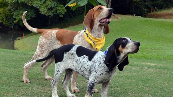 Sabueso Fino Colombiano