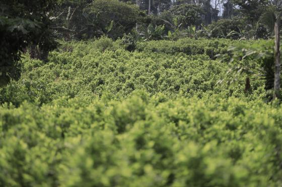 Fotografía que muestra un cultivo de coca este viernes, en el Valle del Guamuez (Colombia).