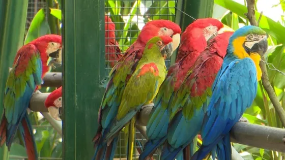 protección-fauna-silvestre-Antioquia