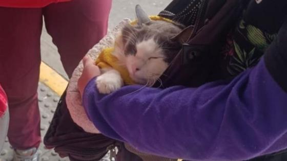 Rescatan gato en TransMilenio que sería usado para mendicidad en Bogotá