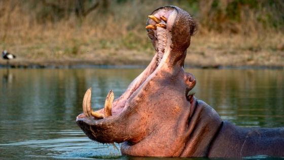 De Pablo Escobar al Magdalena Medio: el origen de los hipopótamos en Colombia