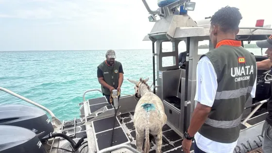 rescate-burro-Apolo-Cartagena