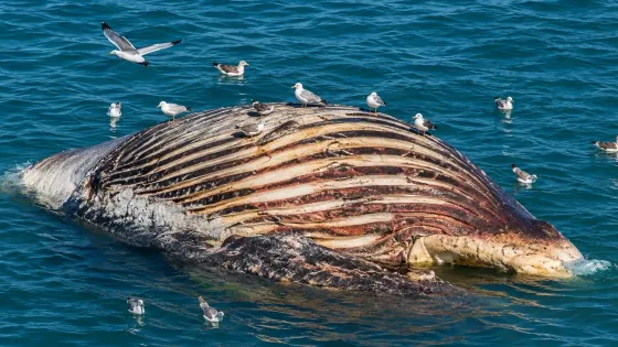 Ballena-Timmy-Dinamarca-autopsia