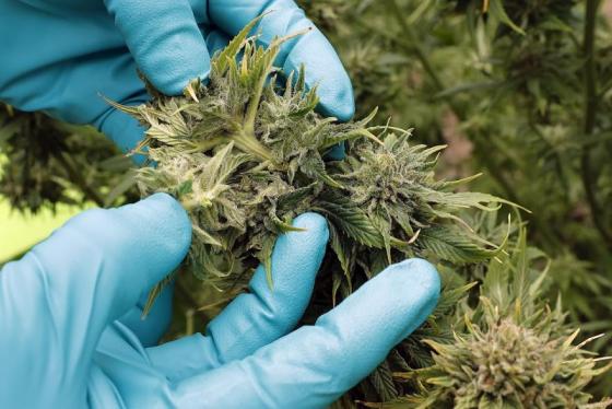 Uso de cannabis recreativo