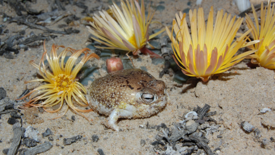 Rana del Desierto