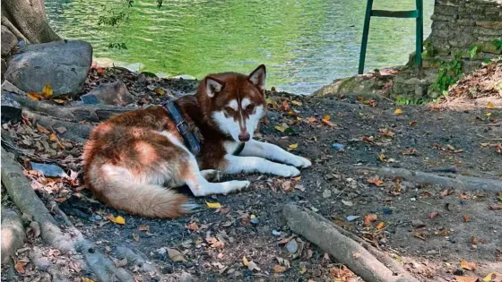 Perrito Husky