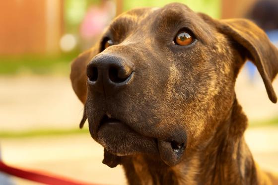 Participantes de Expopet 2026 adoptando mascotas