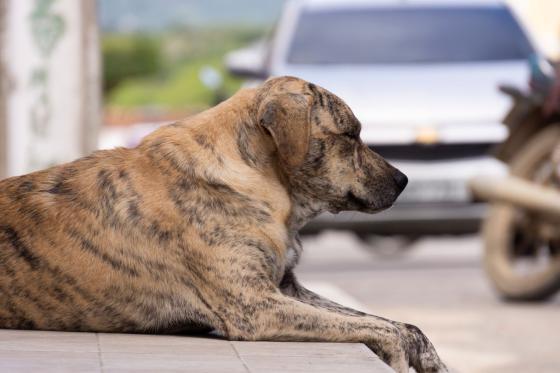 perros