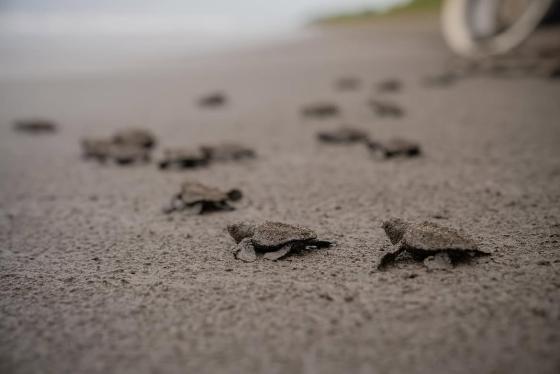 Liberación de tortugas en Bahía Solano