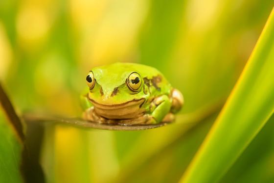 Conservación de flora y fauna en Bogotá