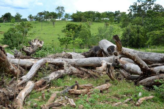 deforestacio