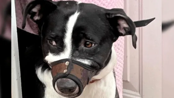Pitbull rescatado