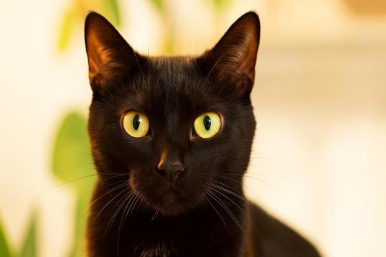 Perros y gatos en adopción en Bogotá