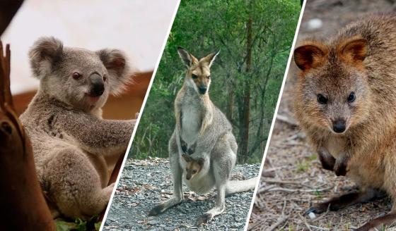 Las especies más amenazadas por incendios en Australia