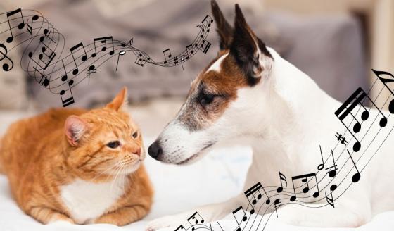 Spotify crea listas musicales para las mascotas