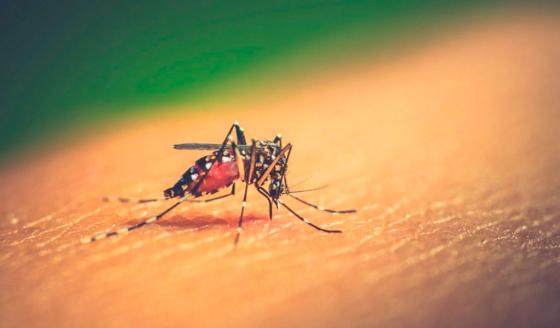 Alerta amarilla en Valle del Cauca por aumento en casos de Dengue