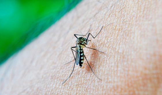 Casos de dengue preocupan a las instituciones de salud