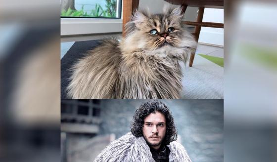 Gato triste sorprende por su parecido con Jon Snow