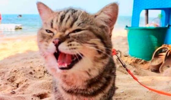 La reacción de un gato que por primera vez va a la playa