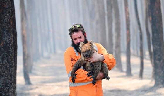 Animales en peligro de extinción por incendios en Australia