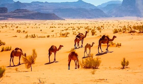 Matarán a miles de camellos en Australia por la sequía