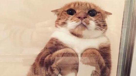 Gatos sobre vidrios: un hilo que enterneció a Twitter Gatos sobre vidrios: un hilo que enterneció a Twitter