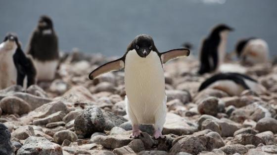Pingüinos Adelia en icebergs cerca de la isla Paulet en el Erebus en la entrada al Mar de Weddell en la Antártida.