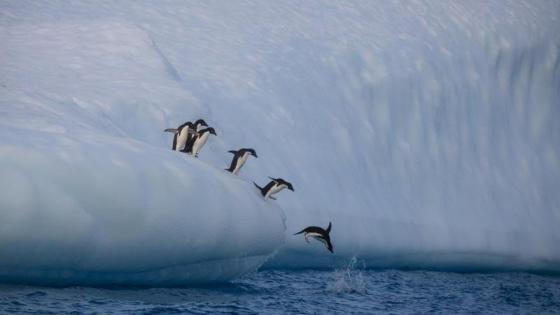 Greenpeace estuvo en la Antártida en la última etapa de la expedición por la protección de los océanos. Allí documentó los impactos que la crisis climática ya está teniendo en esta área.  