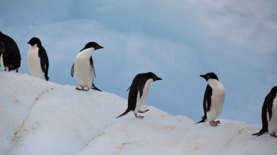 Pingüinos Adelia cerca de la isla Paulet