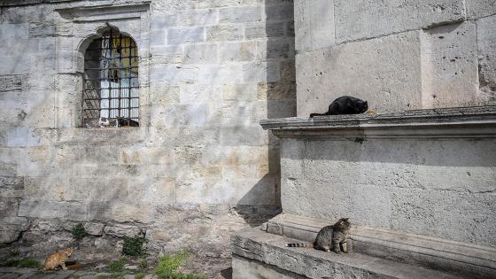 Las cuadrillas de la dirección de servicios de salud de la municipalidad de Fatih dejan comida para animales callejeros, que tienen problemas para encontrar comida después de que los restaurantes, talleres de cocina, etc. cerraron debido a la pandemia de coronavirus. Foto: Emrah Yorulmaz/ Anadolu Las cuadrillas de la dirección de servicios de salud de la municipalidad de Fatih dejan comida para animales callejeros, que tienen problemas para encontrar comida después de que los restaurantes, talleres de cocina, etc. cerraron debido a la pandemia de coronavirus. Foto: Emrah Yorulmaz/ Anadolu